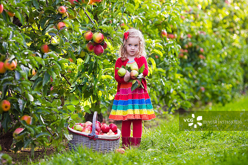 美丽的小女孩在果园里摘苹果图片素材