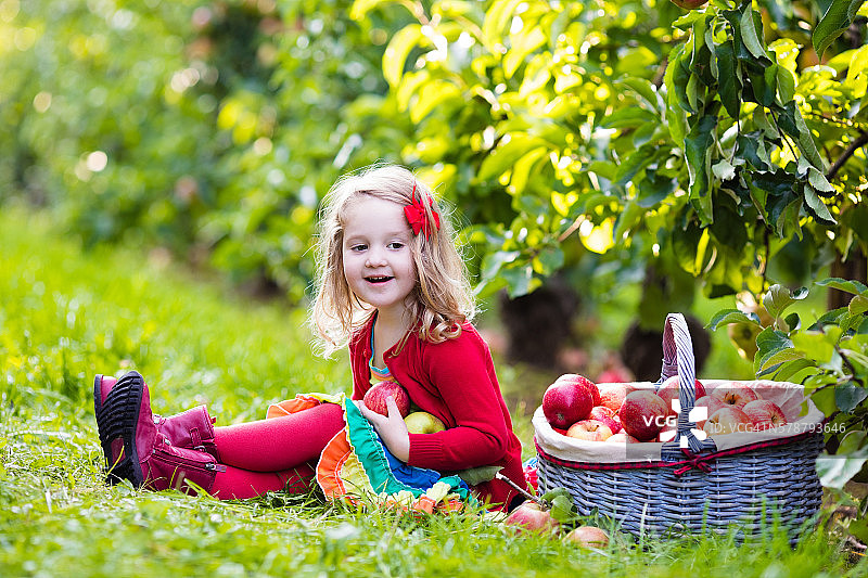 甜美的小女孩在果园里从树上摘苹果图片素材