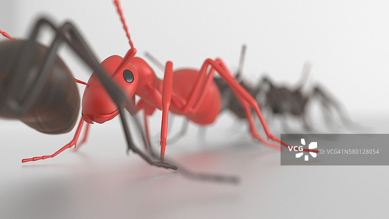 红色蚂蚁在黑色蚂蚁的线行走3d渲染图片素材