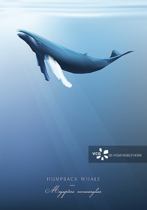 座头鲸在蓝色的海面下游泳图片素材