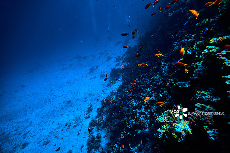 热带鱼类水下图片素材