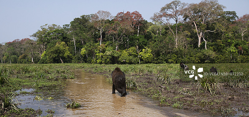 西部低地大猩猩13岁的亚成年雄性“昆加”在其他猩猩觅食时走进一条河里图片素材