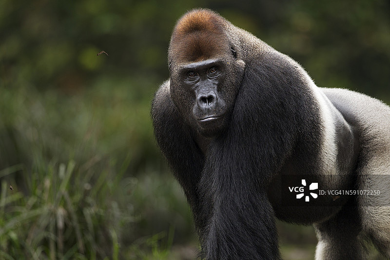 西部低地大猩猩占统治地位的雄性银背“Makumba”32岁站立画像图片素材