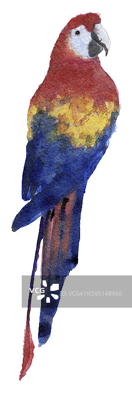 水彩素描的Ara鹦鹉白色的背景图片素材