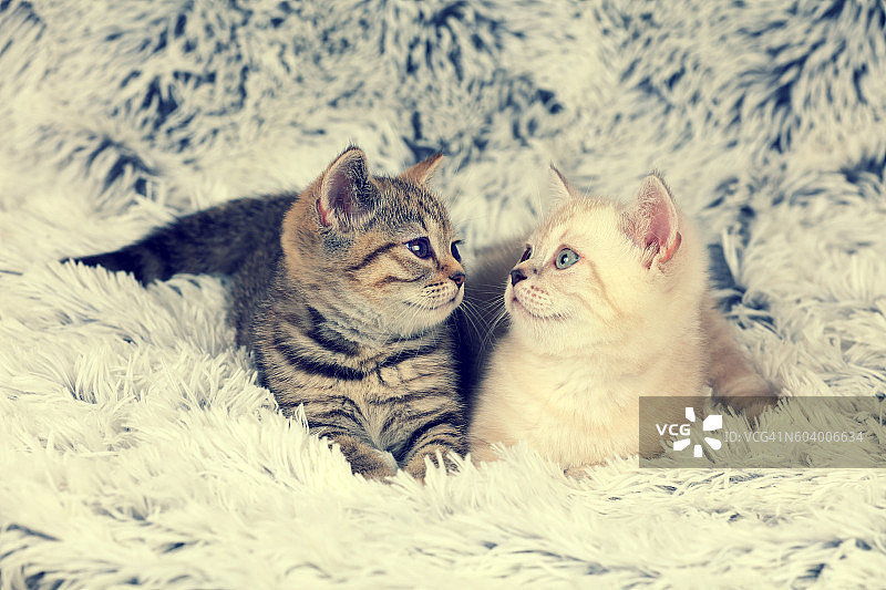 两只小猫躺在毛茸茸的毯子上图片素材