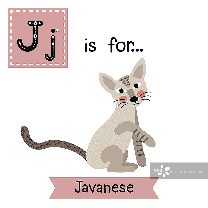 字母J跟踪。坐在爪哇的猫。图片素材
