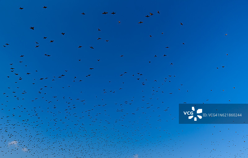 飞行的鸟群-动物的团聚图片素材