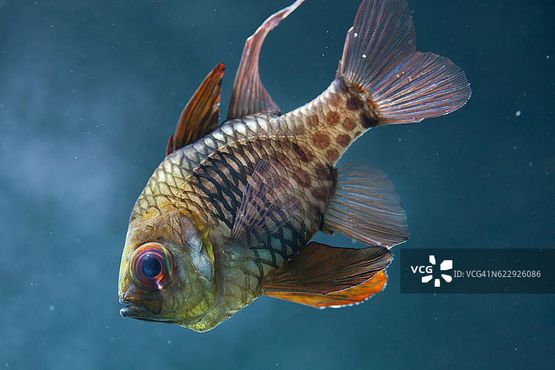 睡衣红雀鱼（斯费拉米亚内马托普泰拉）图片素材