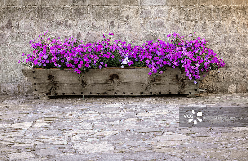 铺好的街道上的木盒里的紫色花朵图片素材