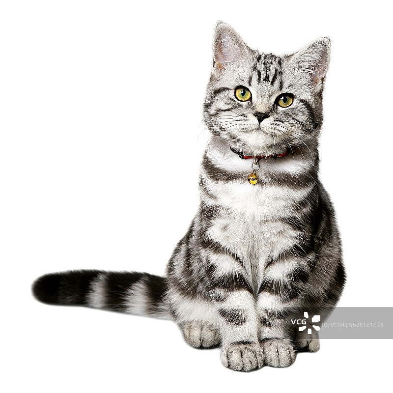 美丽的小猫(英国短毛猫)孤立在白色图片素材