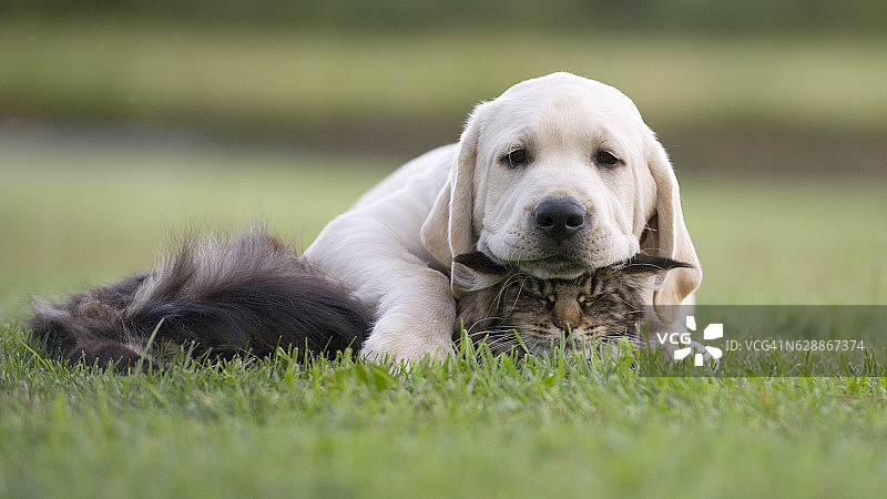 猫狗友谊图片素材