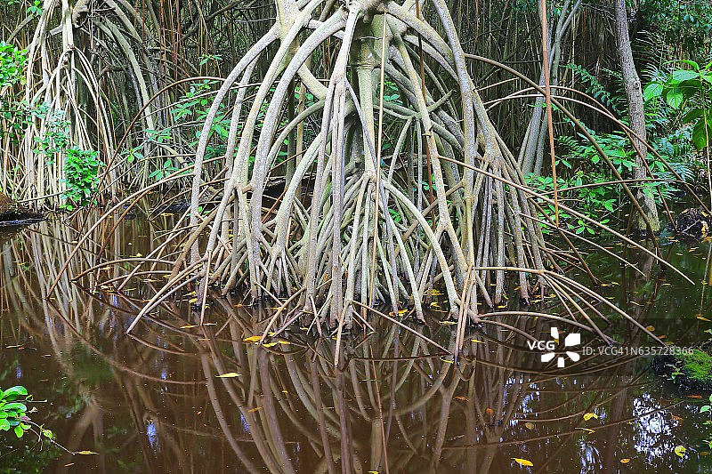 沼泽湿地红树林热带雨林，树干和树根景观图片素材