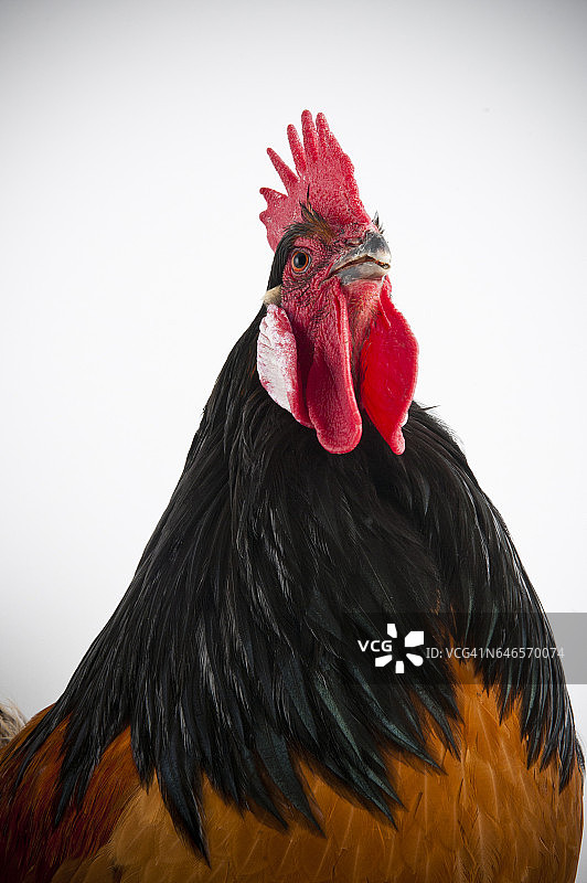 沃维克公鸡的工作室肖像。图片素材