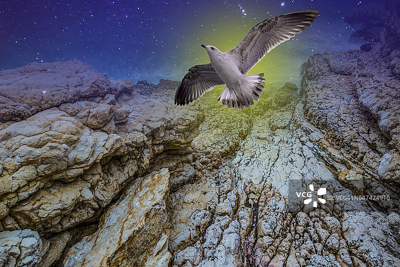 海鸥在岩石上飞翔图片素材