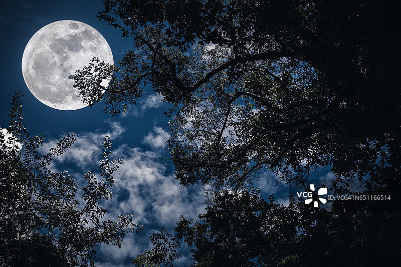满月时，天空中树木的剪影。图片素材