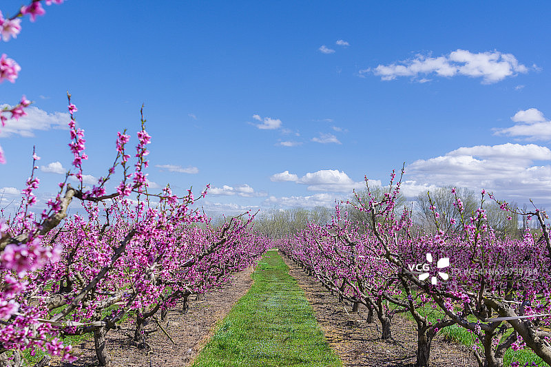 春天盛开的桃树图片素材