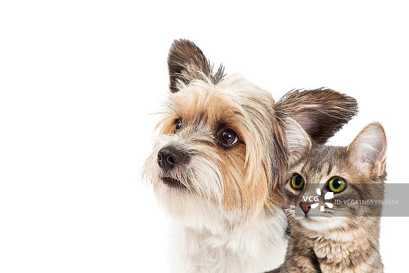 小狗和猫在一起的特写图片素材