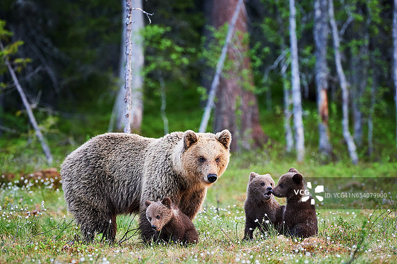 母棕熊和她的幼崽图片素材