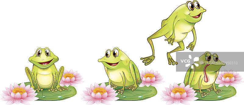 四只绿色的青蛙在睡莲上图片素材