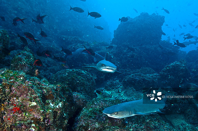科科斯群岛的海底世界。图片素材