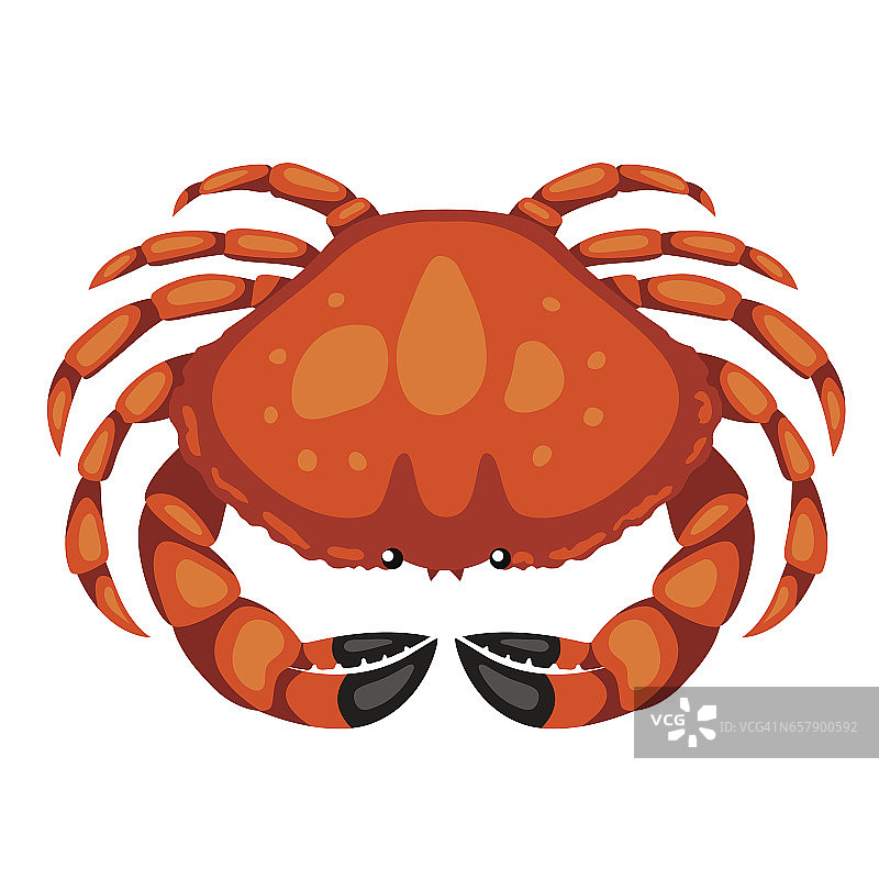 红蟹。孤立的例证海鲜在白色的背景图片素材