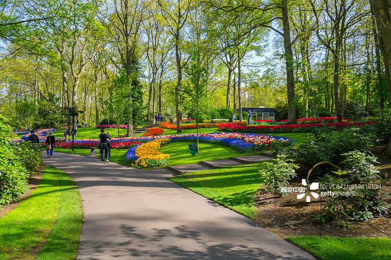 荷兰库肯霍夫花园中五颜六色的郁金香图片素材