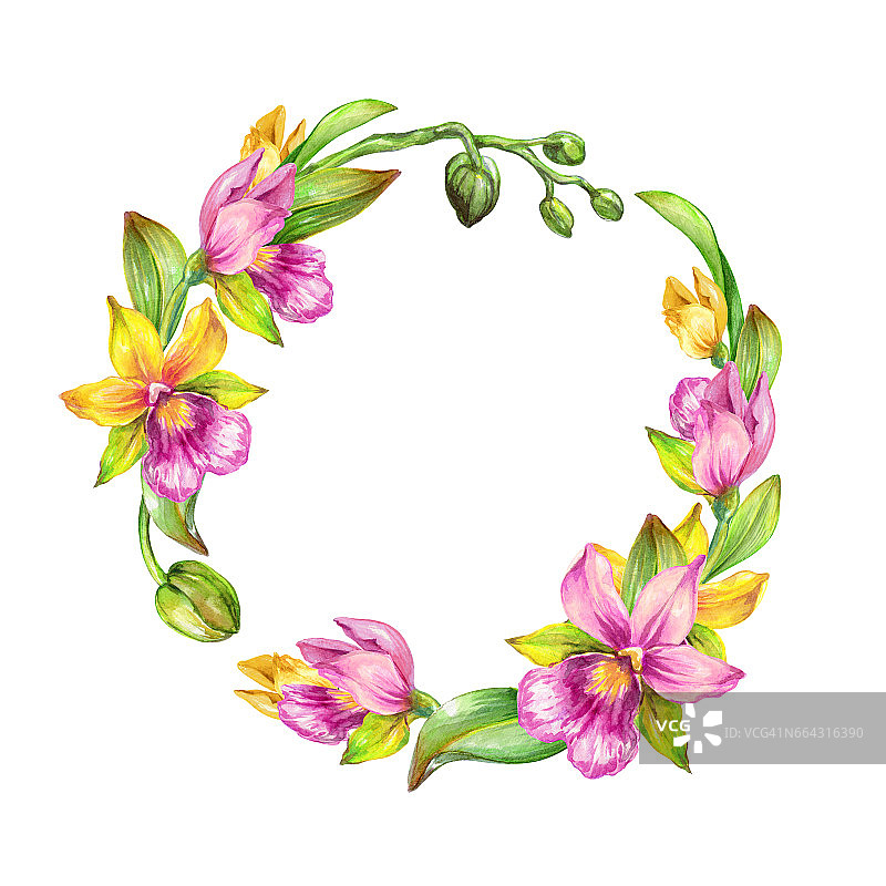水彩插图，热带兰花花，绿叶，封闭的芽，花卉构成，设计元素设置孤立的白色背景图片素材