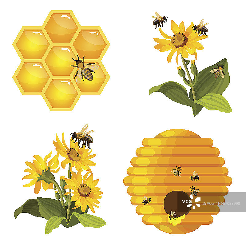 蜜蜂在蜂房上，蜂房上筑巢，蜜蜂在黄色的田野花上分开图片素材