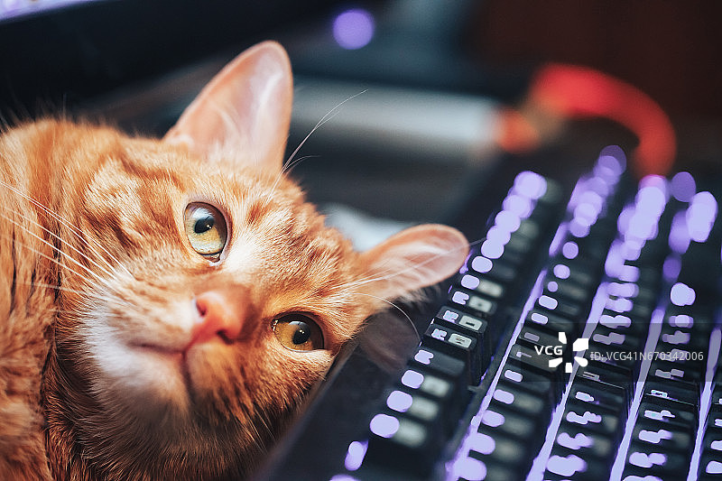 电脑键盘上的红姜猫特写图片素材