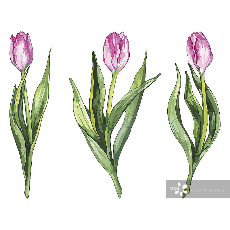 水彩粉色郁金香花自然集孤立向量图片素材