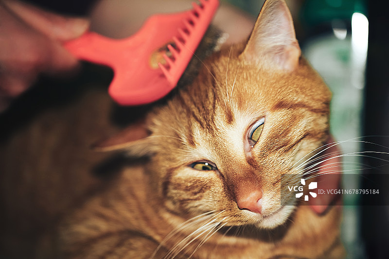 梳理姜红色的猫图片素材