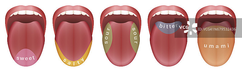 舌头有五个味蕾区域-甜，咸，酸，苦和鲜。孤立的矢量插图上的白色背景。图片素材