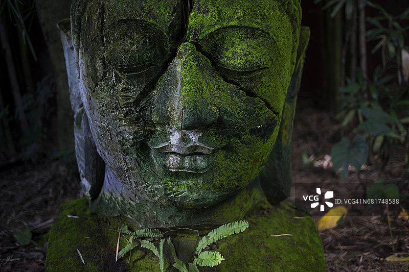佛头佛像由绿色植物覆盖图片素材