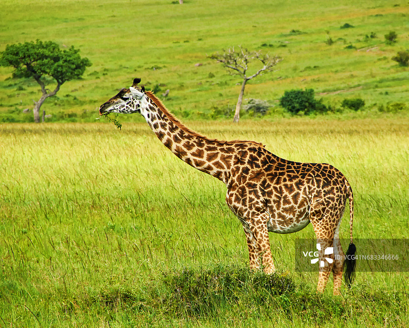 单长颈鹿放牧在非洲大草原的观点图片素材