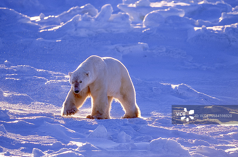 一只野生北极熊在冰冷的哈德逊湾行走图片素材