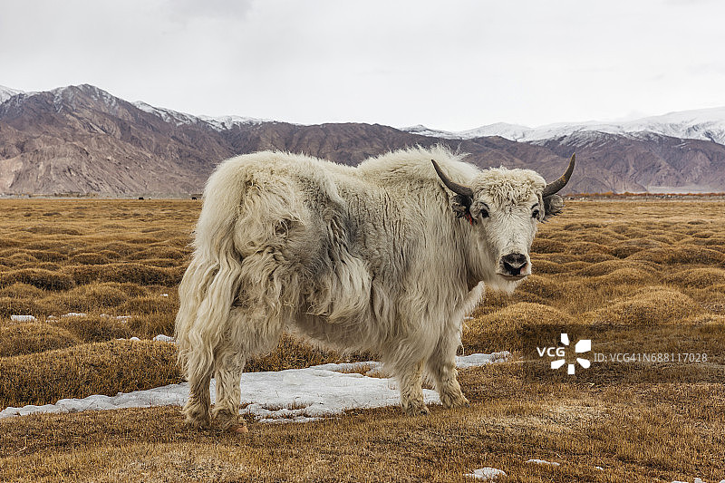 中国塔什库尔干高原放牧的牦牛图片素材