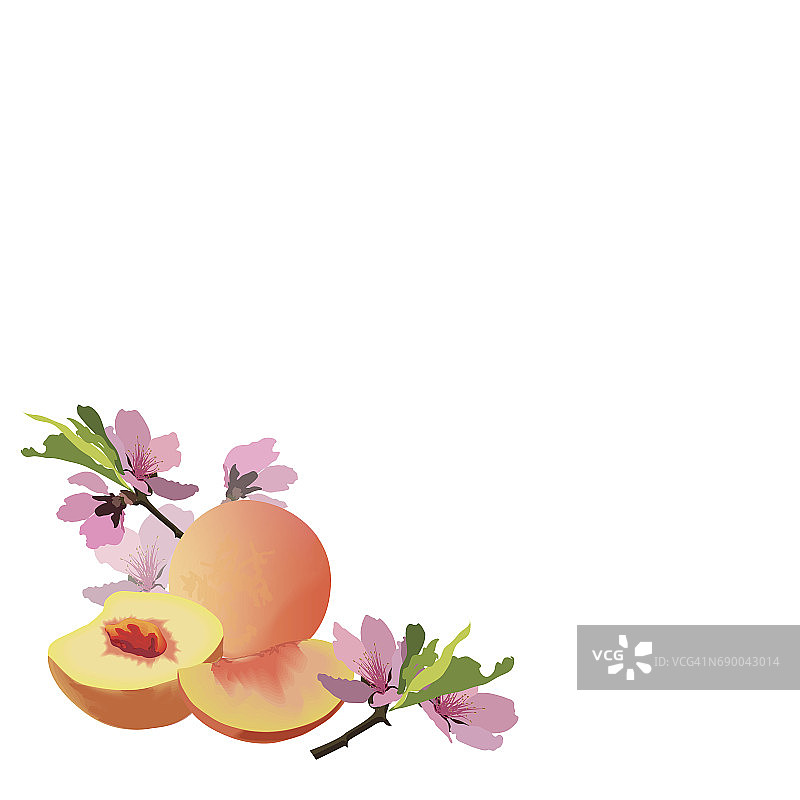 桃子和桃子花图片素材