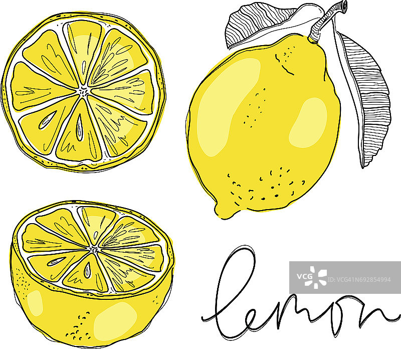 手画柠檬。矢量插图。图片素材