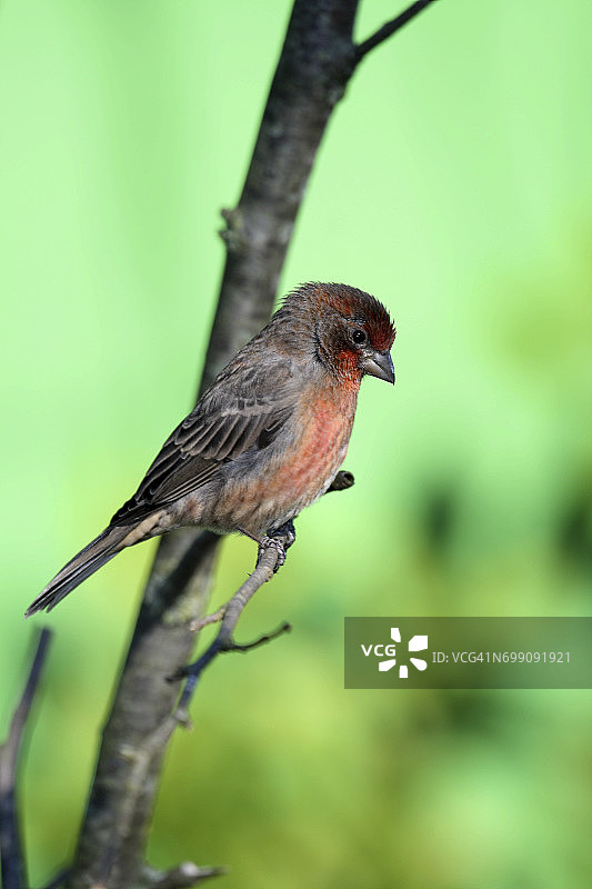 雄性红雀栖息在戴米尔国家公园的金雀花丛上图片素材
