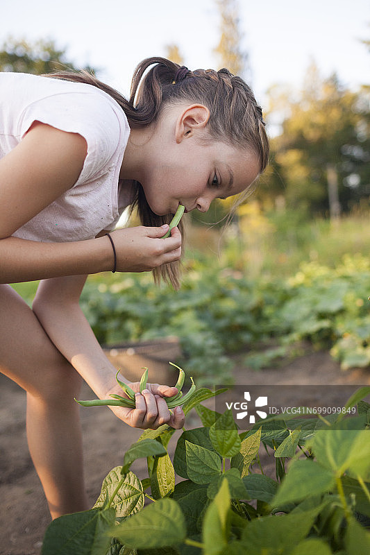 在兰利堡，一个年轻女孩在她的菜园里收获蔬菜时吃着青豆图片素材