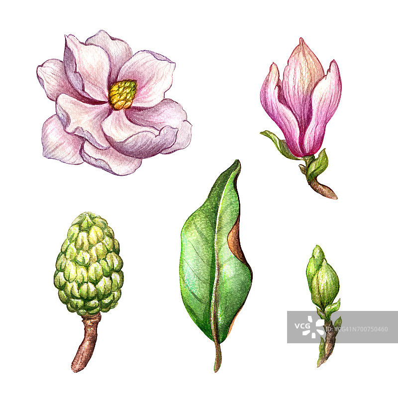 水彩植物插图，木兰花，绿叶，春天的自然，花卉设计元素孤立在白色的背景图片素材