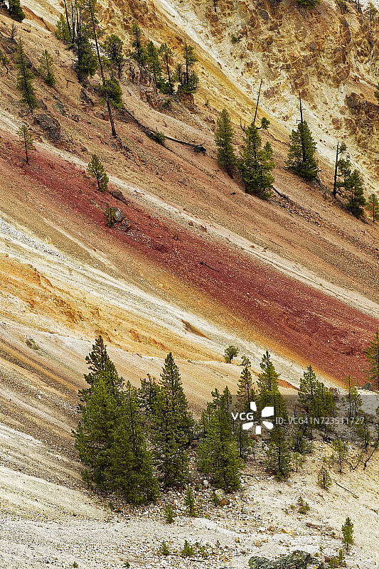 树木和彩色图案的峡谷墙壁，黄石大峡谷，黄石国家公园，蒙大拿州，怀俄明州，美国图片素材
