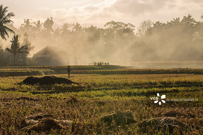 宽镜头的小麦农场与稻草人在印尼巴厘岛图片素材