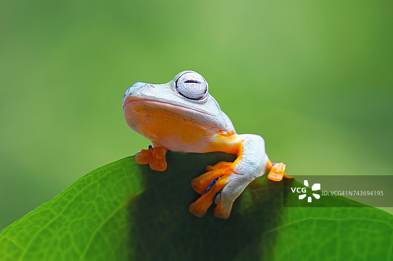 印度尼西亚，树蛙坐在树叶上图片素材