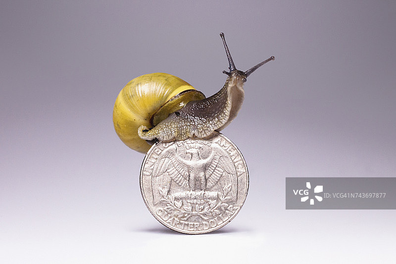 蜗牛在美国四分之一硬币上的灰色背景图片素材
