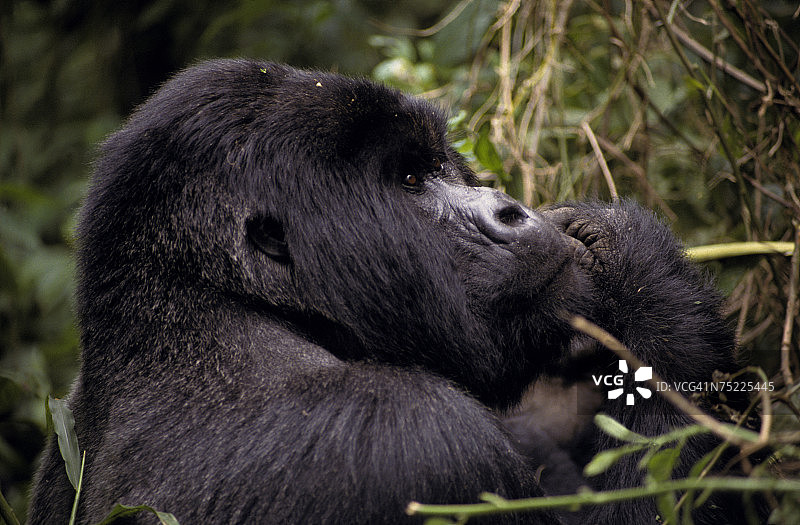 刚果民主共和国，扎伊尔，维龙加国家公园。图片素材