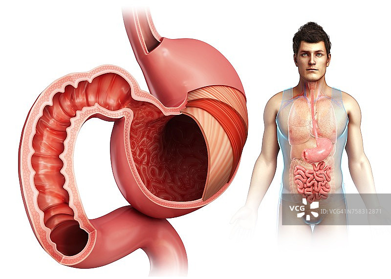 男性胃层及十二指肠图图片素材