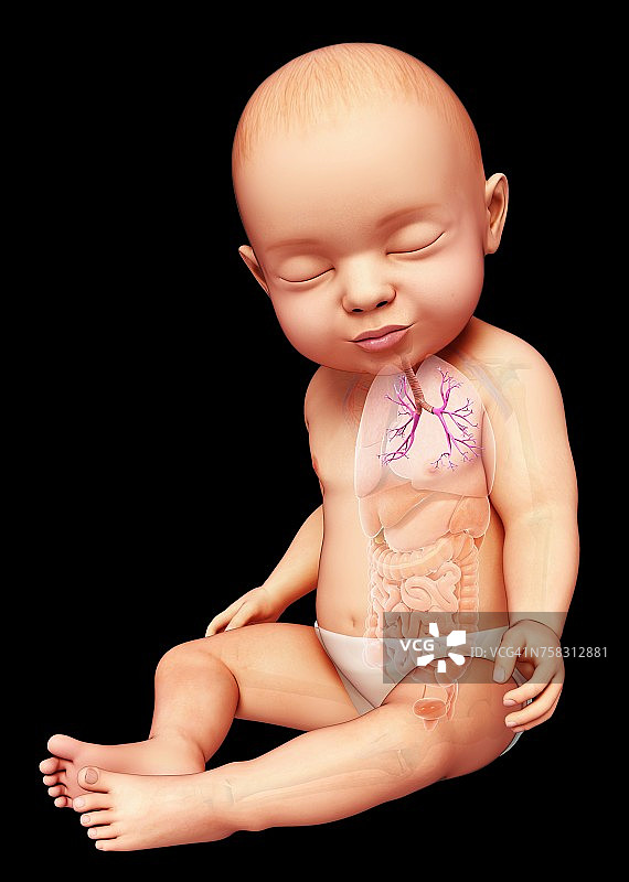 婴儿支气管插图图片素材
