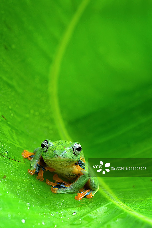 芭蕉叶中的树蛙，西爪哇，印度尼西亚图片素材