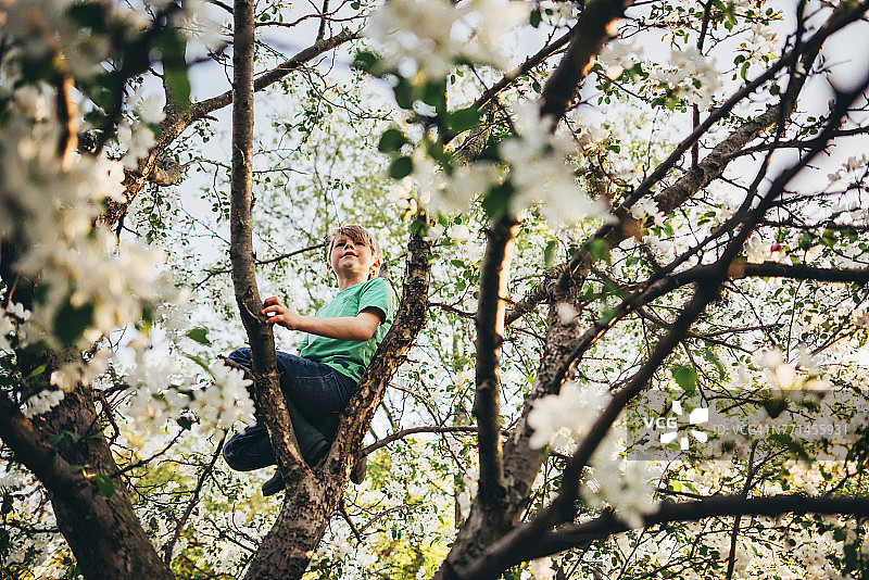 男孩在爬树图片素材
